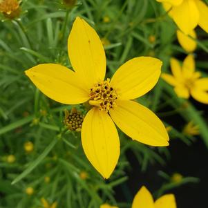 Coreopsis verticillata 'Zagreb'