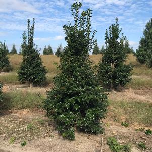 Ilex x 'National'