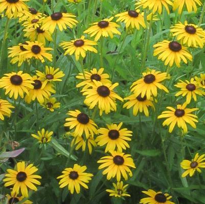Rudbeckia fulgida 'Viette's Little Suzy'