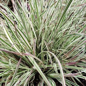 Schizachyrium scoparium 'Chameleon' PP31339