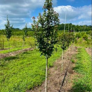 Acer campestre Queen Elizabeth™