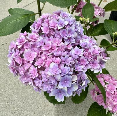 Hydrangea macrophylla 'Double Down&reg;'